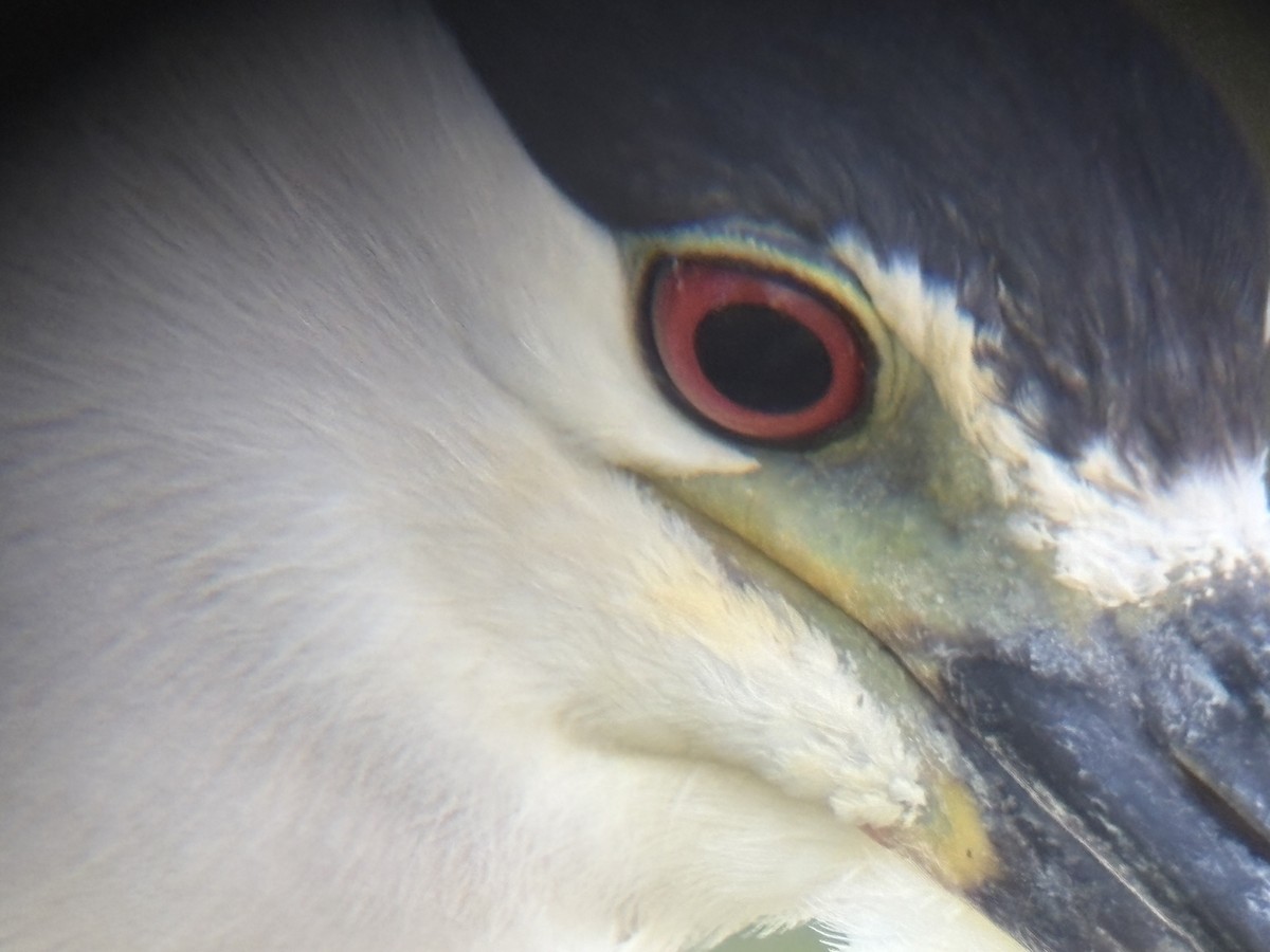 Black-crowned Night Heron - ML634270442