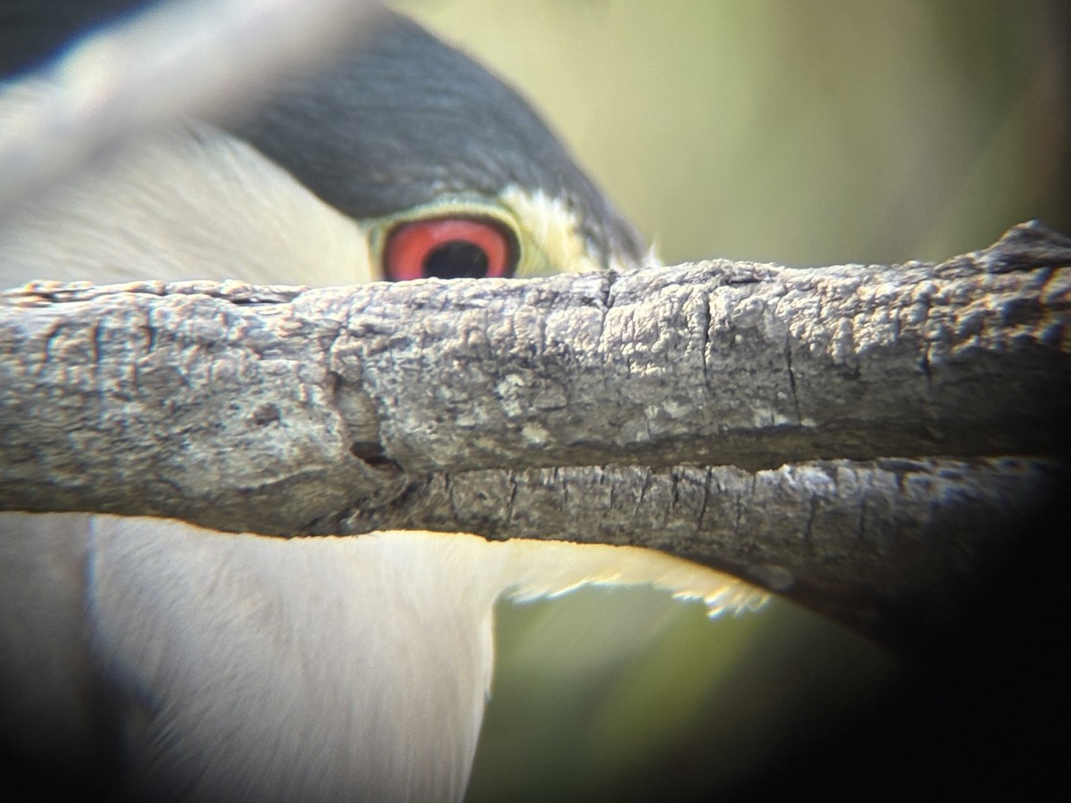 Black-crowned Night Heron - ML634270443