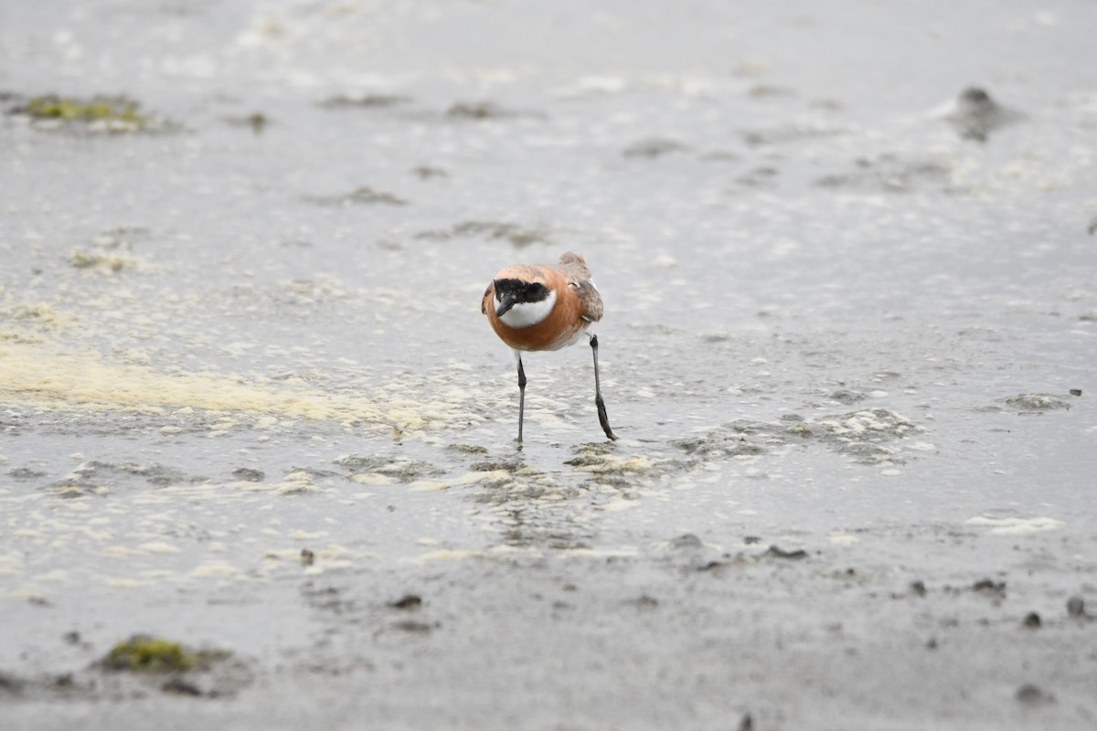Tibetan Sand-Plover - ML634270450