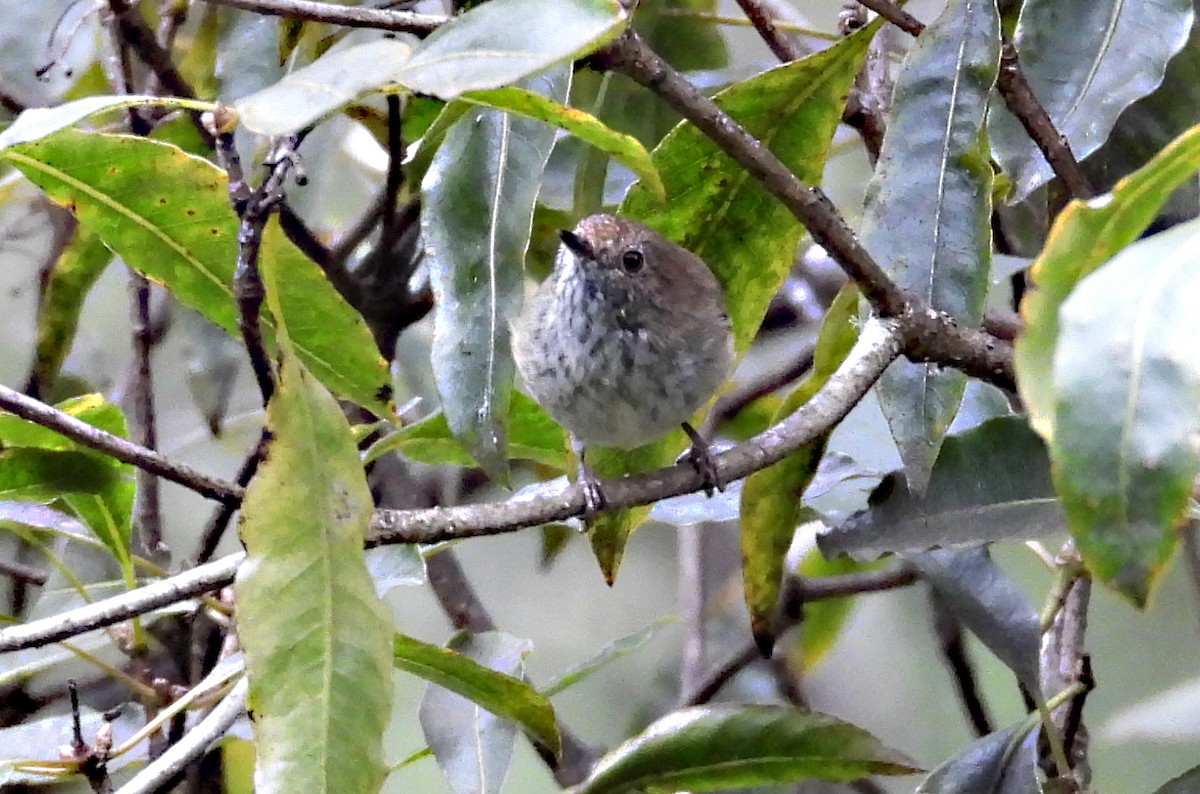 Brown Thornbill - ML634270457