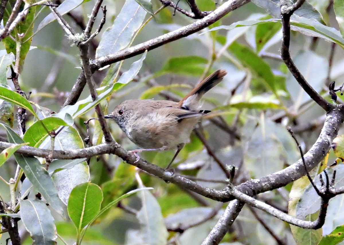Brown Thornbill - ML634270458