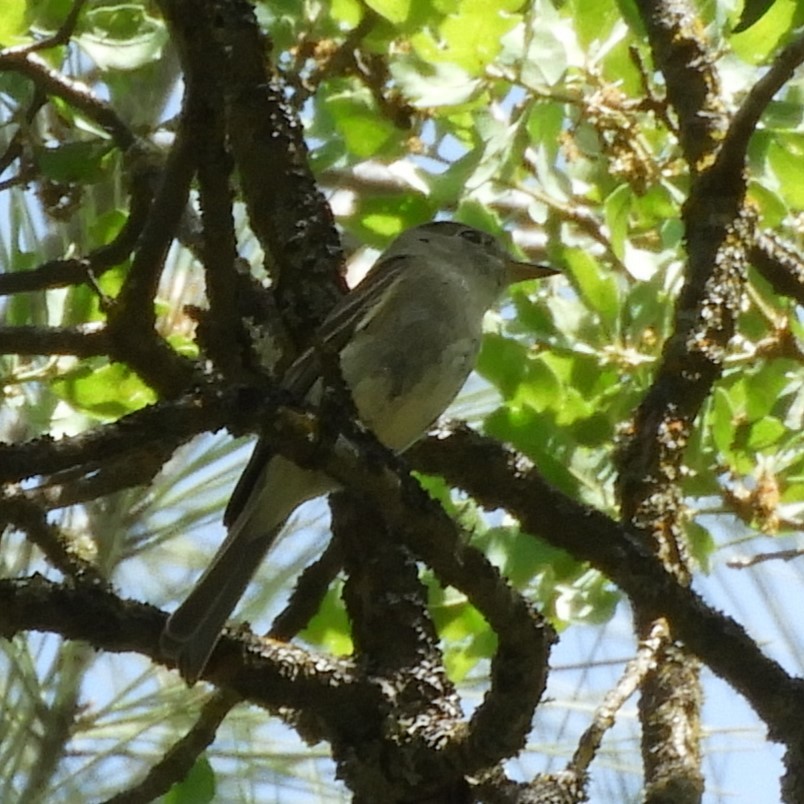 eBird Checklist - 22 Apr 2025 - Lake Don Pedro--Moccasin Creek - 46 species