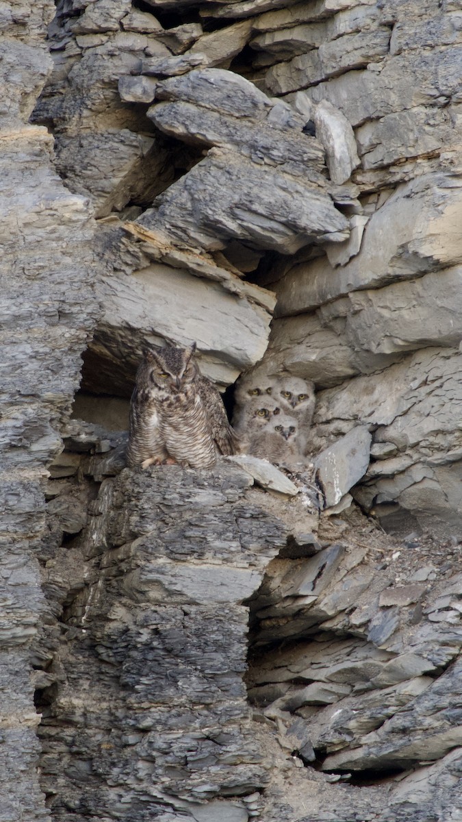 Great Horned Owl - ML634270622