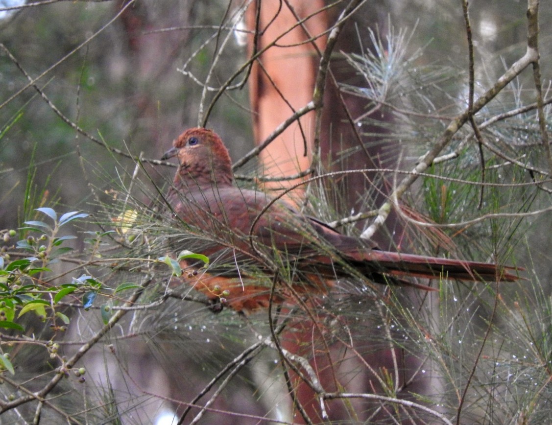 Brown Cuckoo-Dove - ML634270685