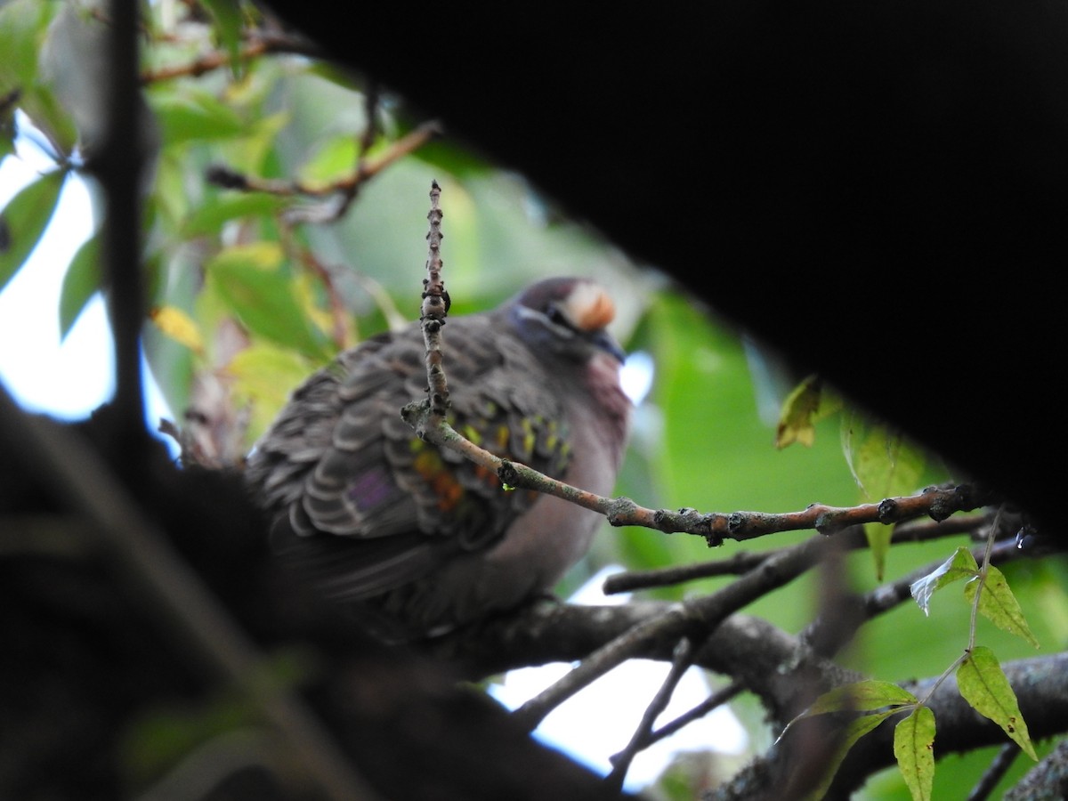 Common Bronzewing - ML634270706