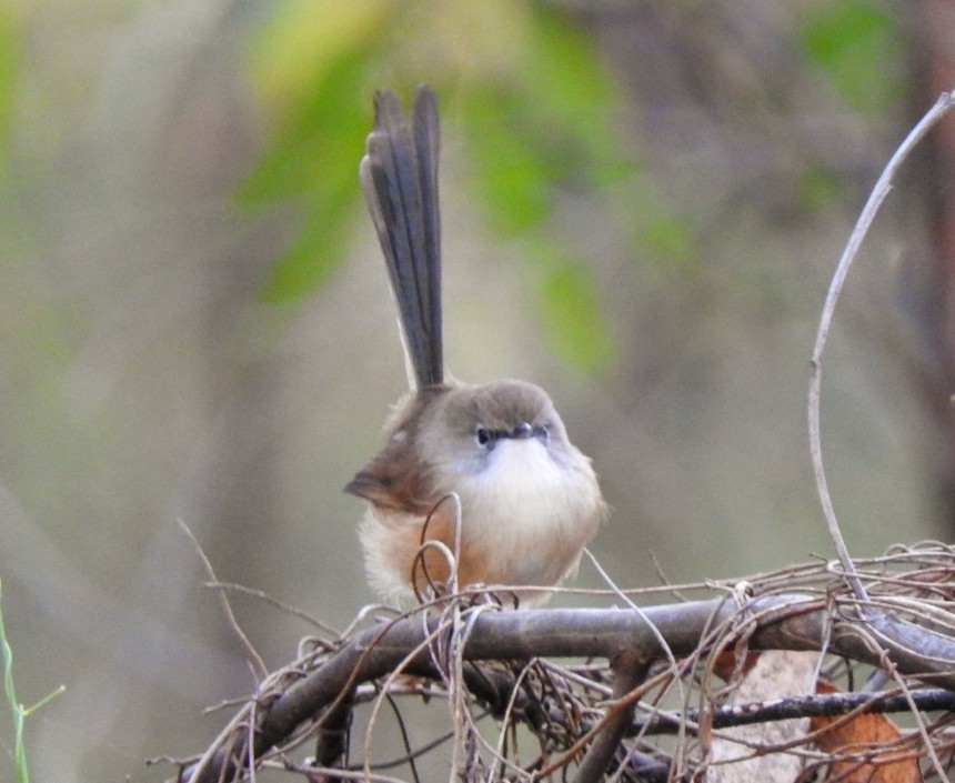Superb Fairywren - ML634270707
