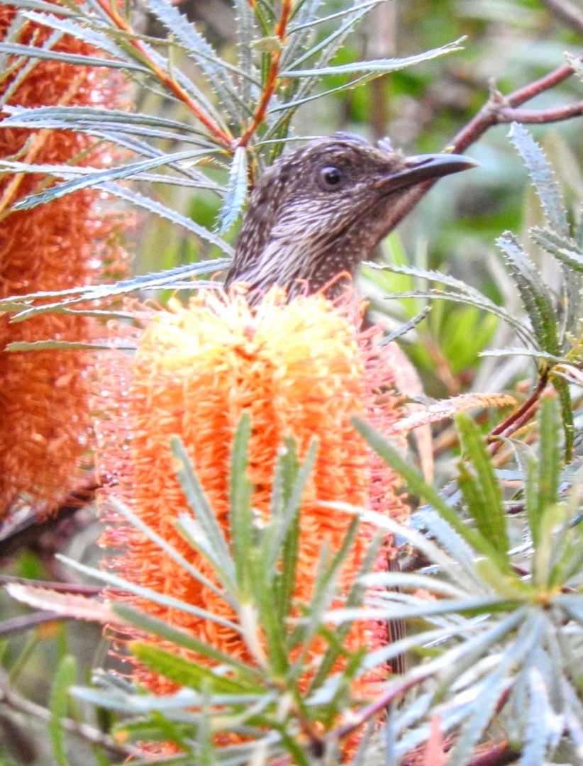 Little Wattlebird - ML634270710