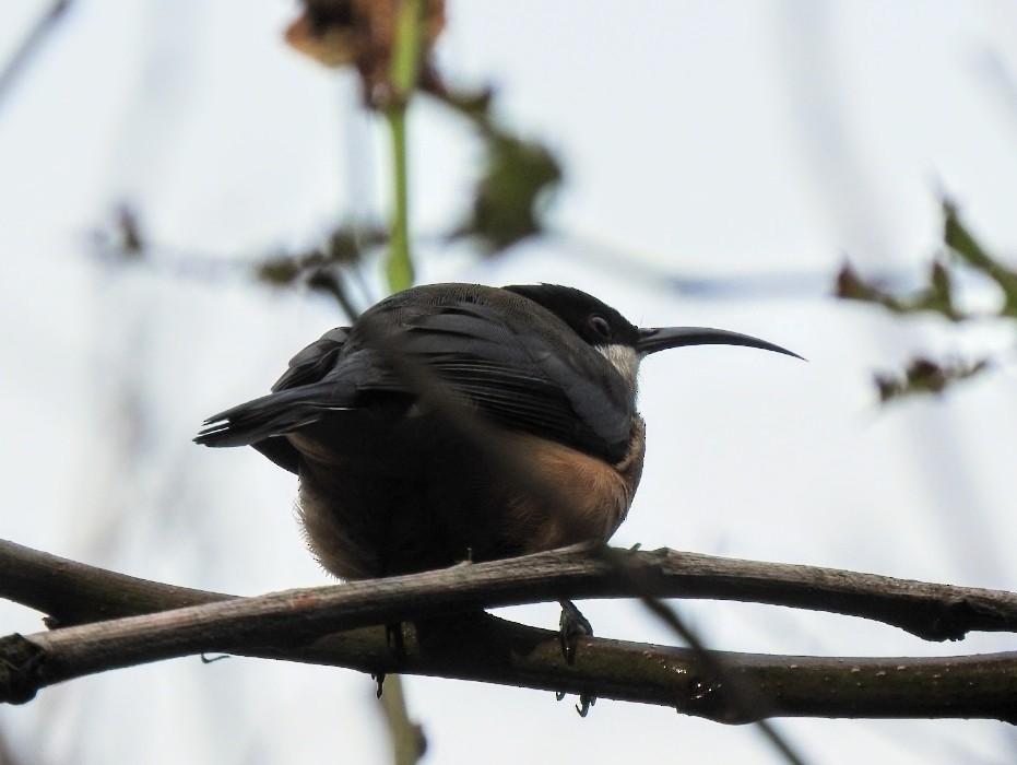 Eastern Spinebill - ML634270713