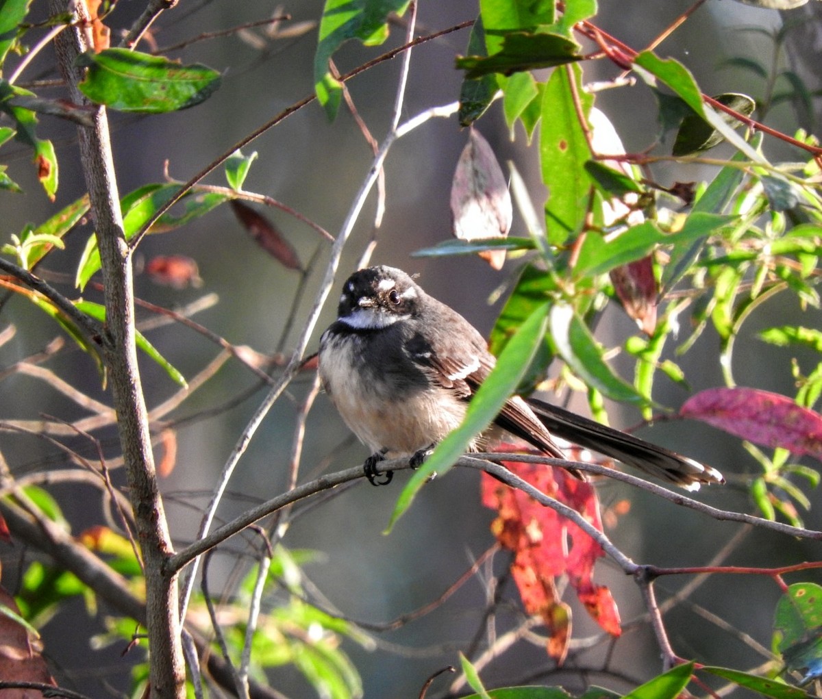 Gray Fantail - ML634270715