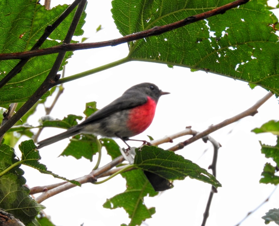 Rose Robin - ML634270720