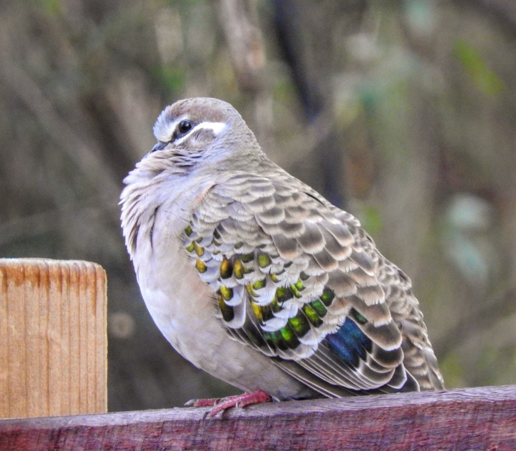 Common Bronzewing - ML634270724