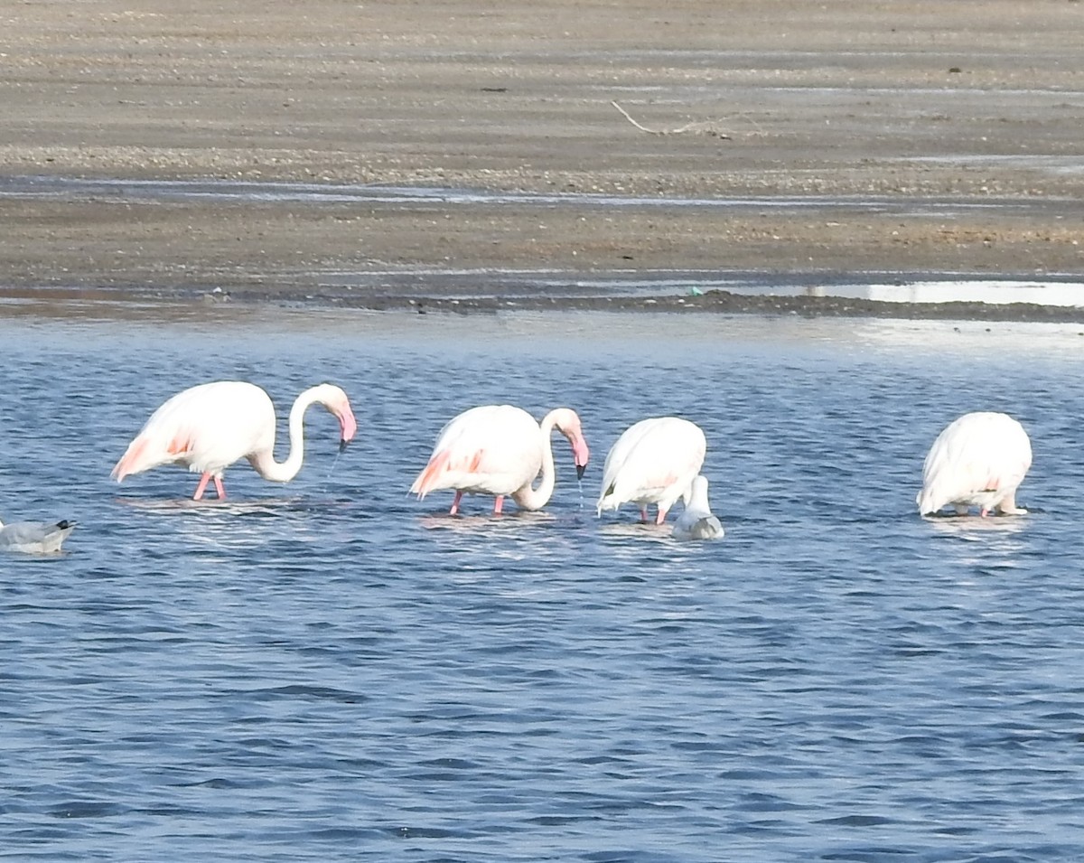 Greater Flamingo - ML634270726