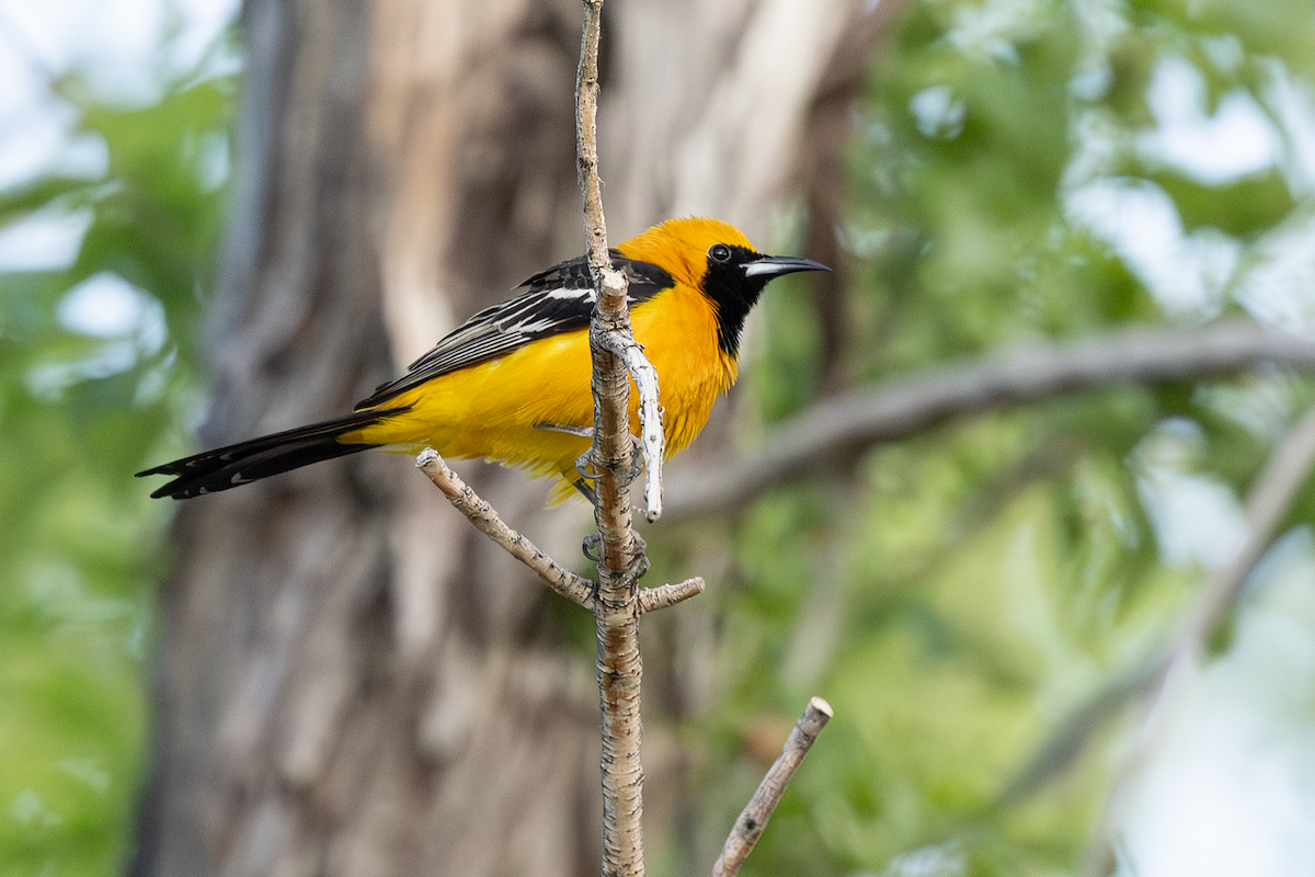 ムナグロムクドリモドキ - ML634270759