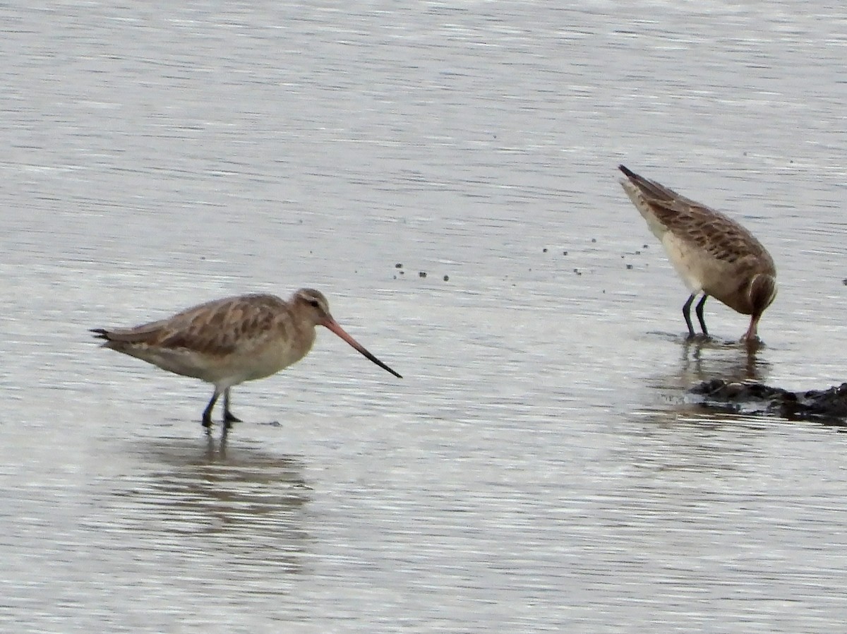 Bar-tailed Godwit - ML634270760