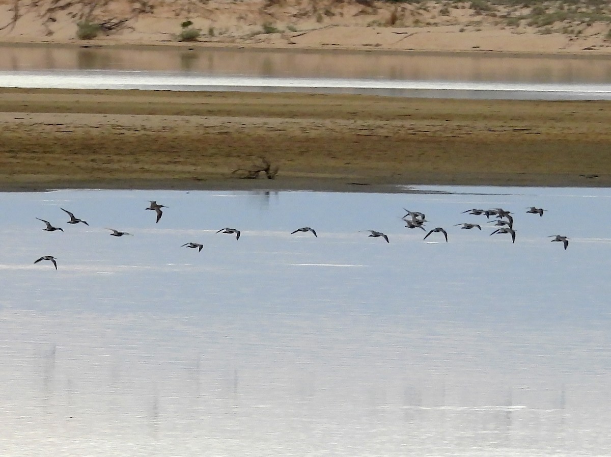 Bar-tailed Godwit - ML634270761