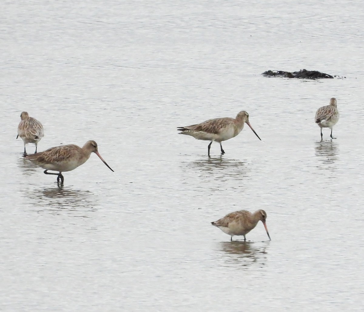 Bar-tailed Godwit - ML634270762