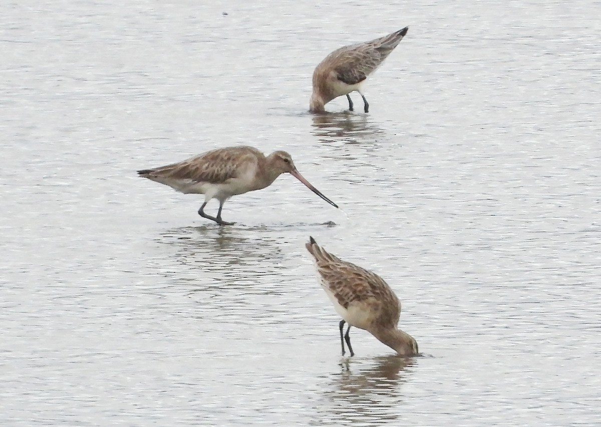 Bar-tailed Godwit - ML634270763