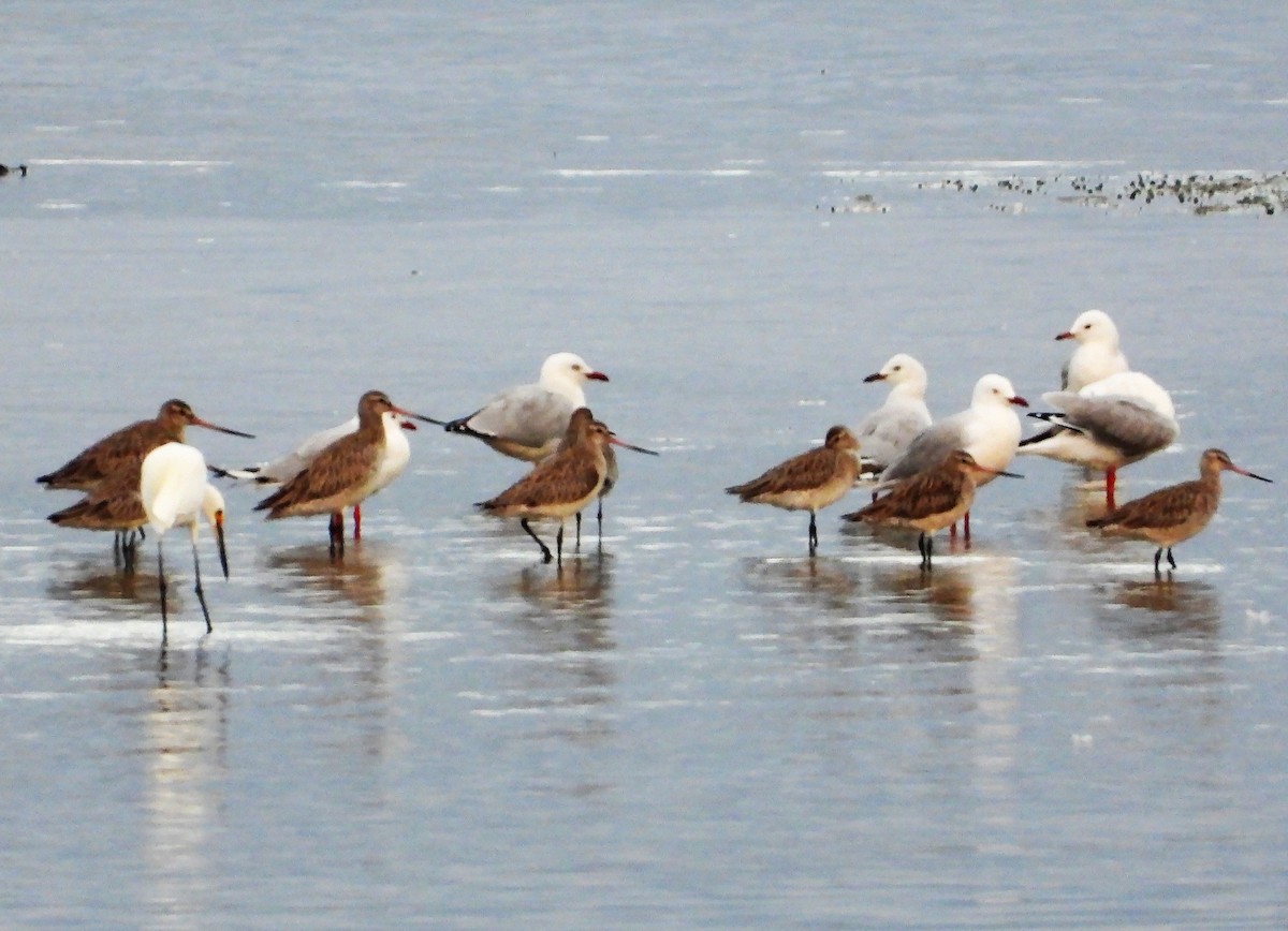Bar-tailed Godwit - ML634270764