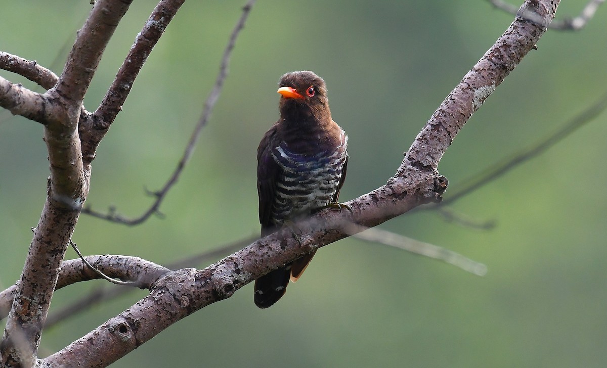 Violet Cuckoo - ML634270796