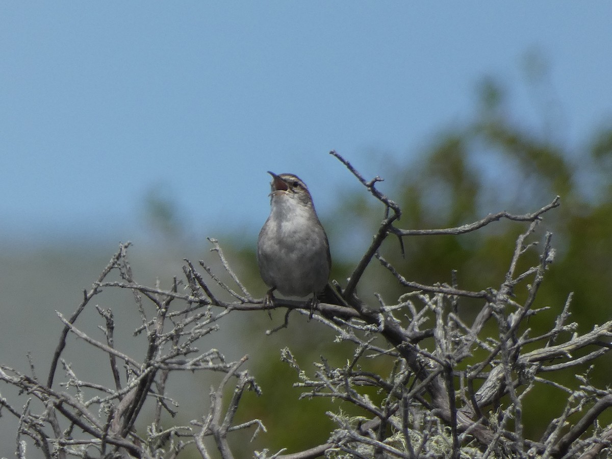 Bewick's Wren - ML634270807