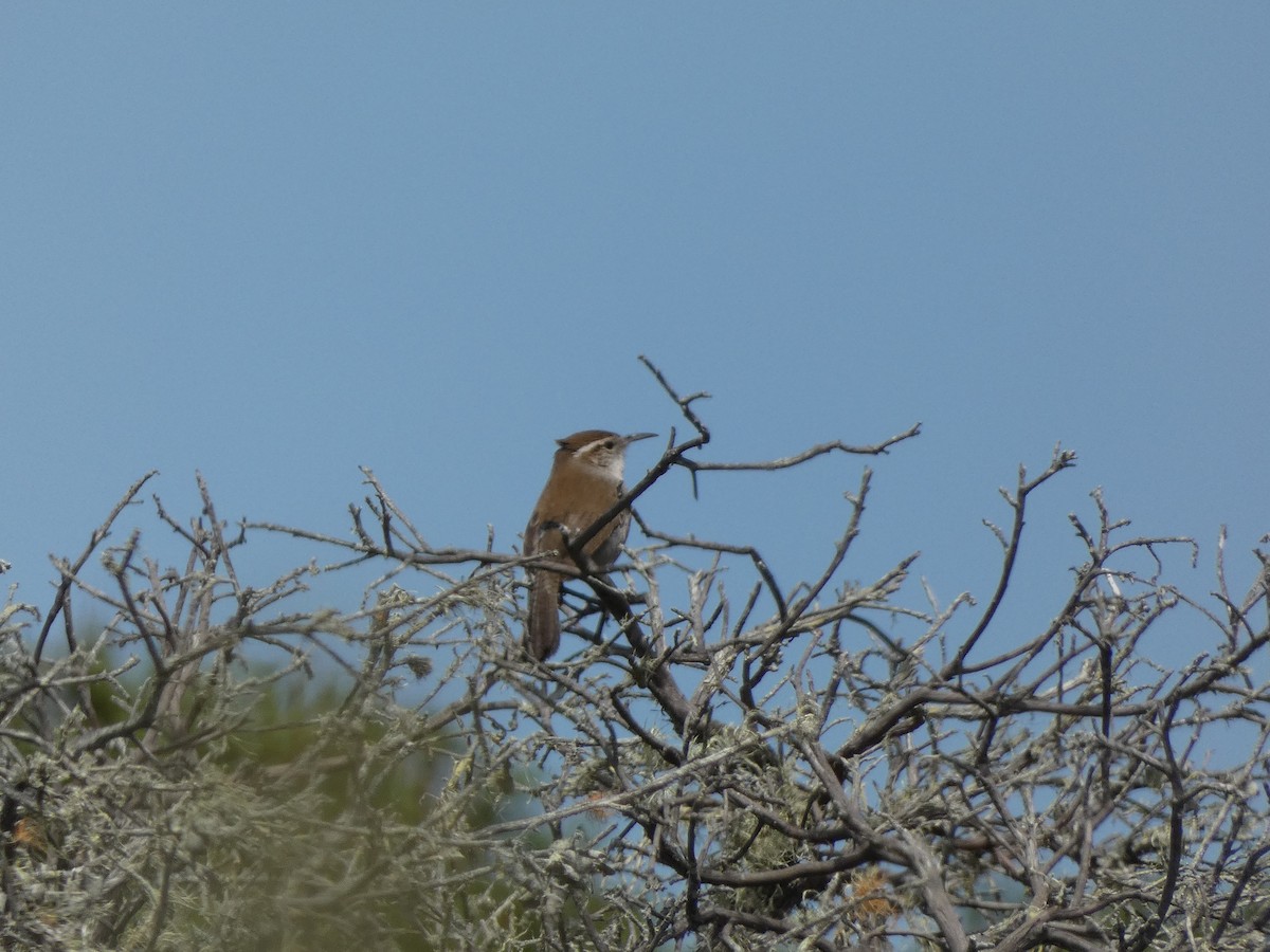 Bewick's Wren - ML634270808