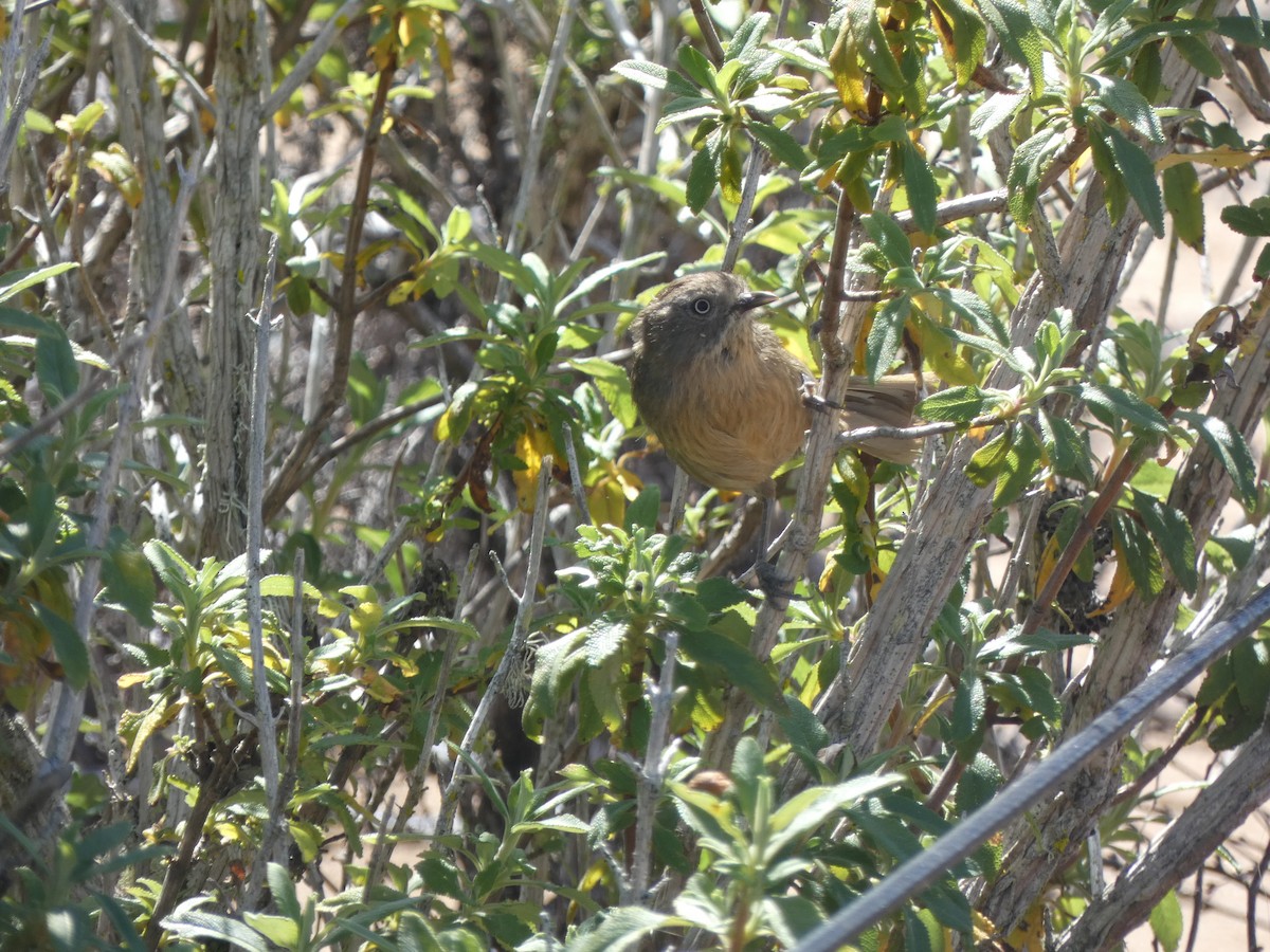 Wrentit - ML634270812