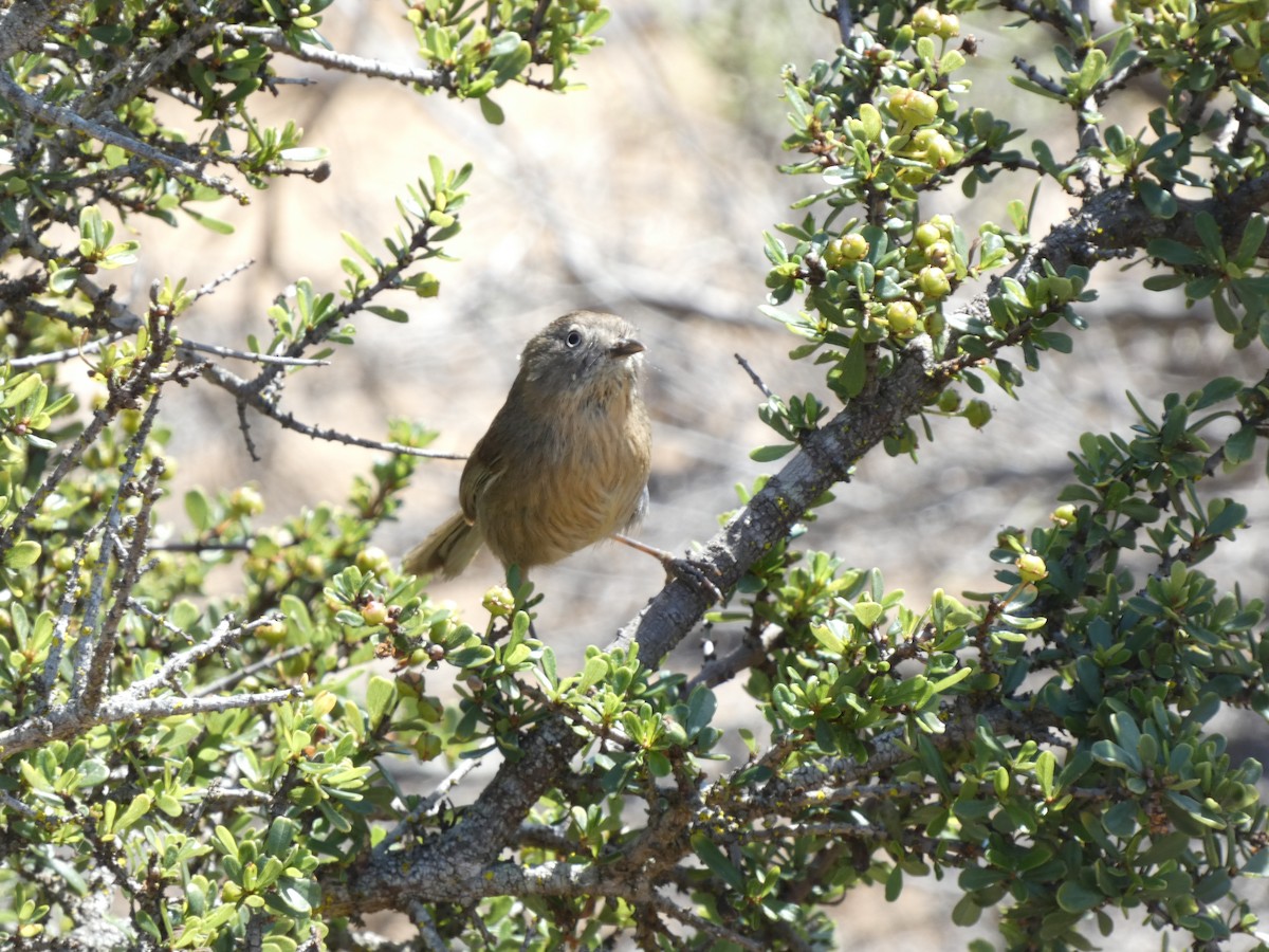 Wrentit - ML634270813