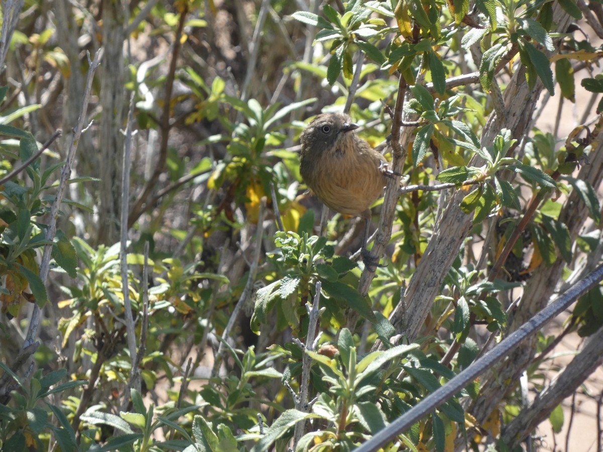 Wrentit - ML634270814