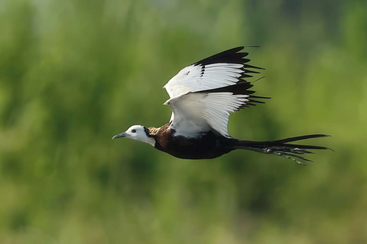 Pheasant-tailed Jacana - ML634270848