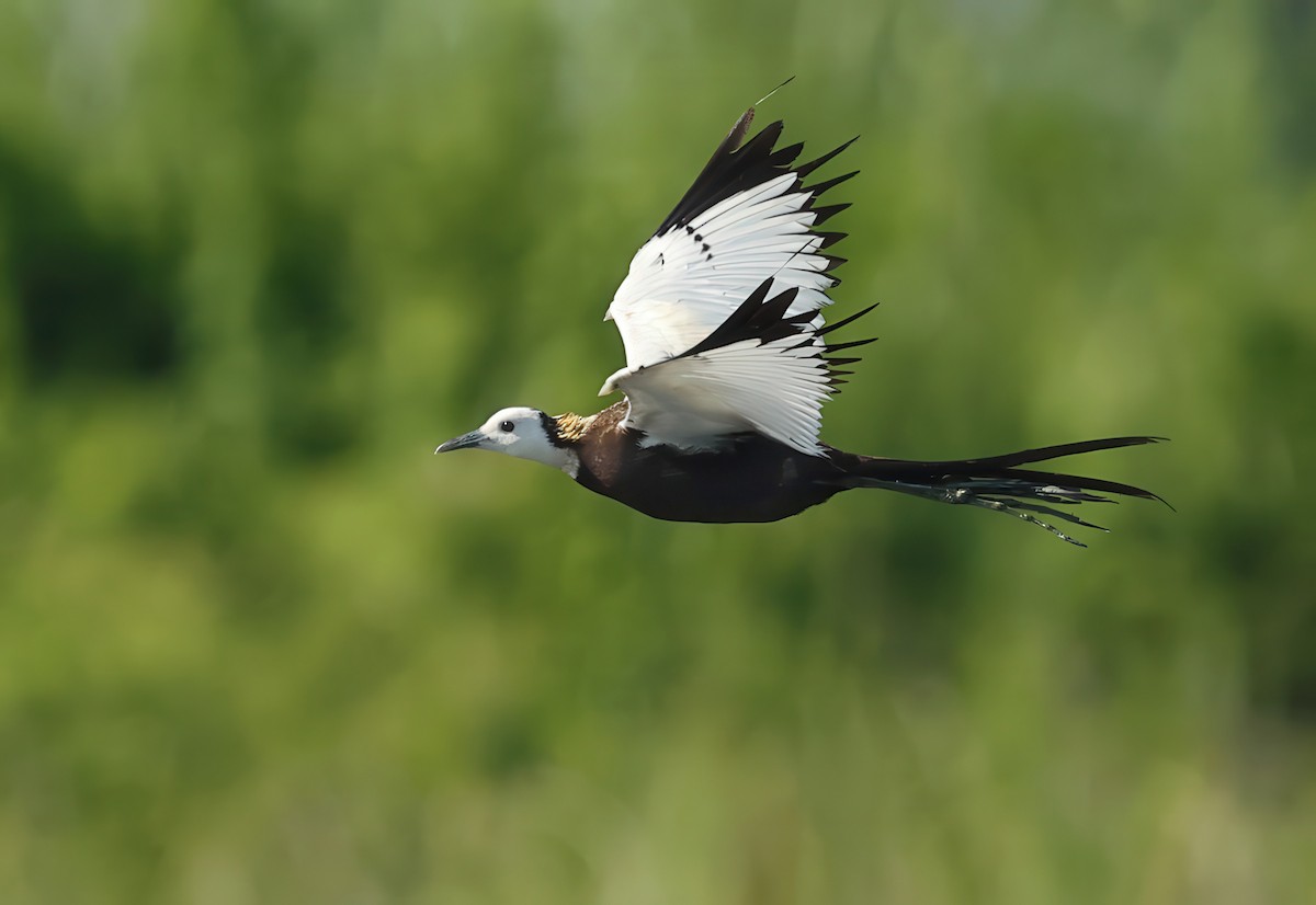 Pheasant-tailed Jacana - ML634270849