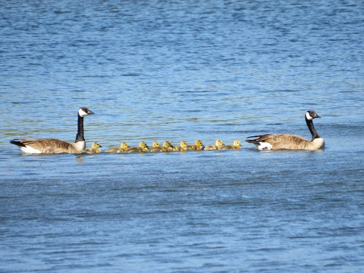 Canada Goose - ML634270948