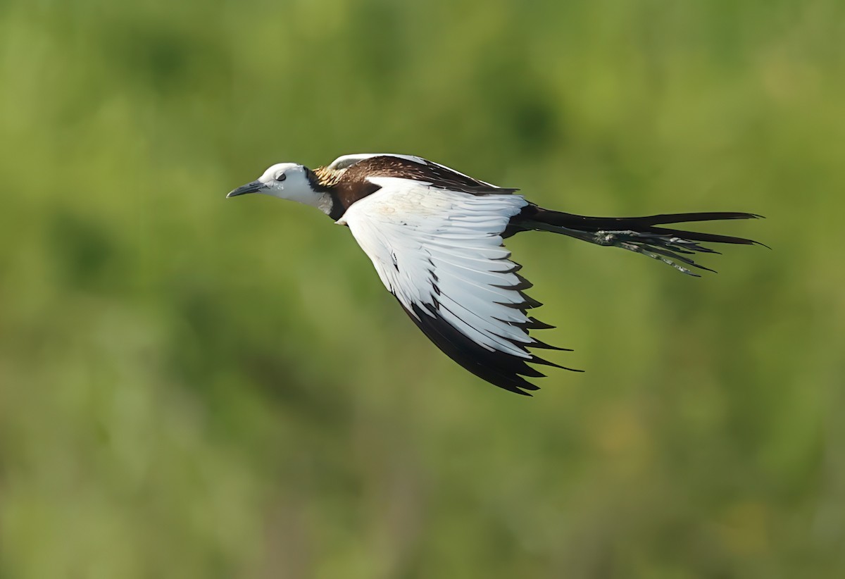 Pheasant-tailed Jacana - ML634271001