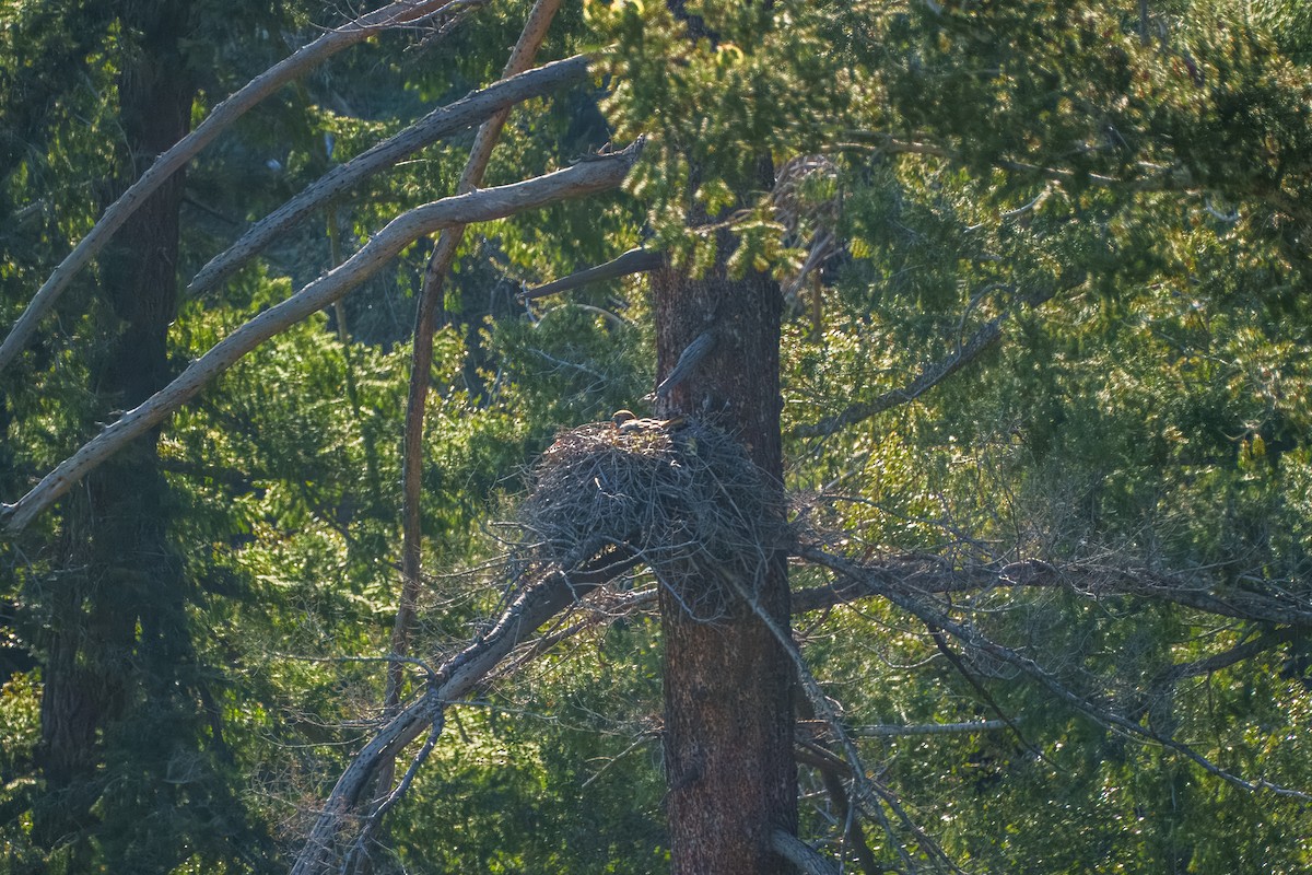 Red-tailed Hawk - ML634271077