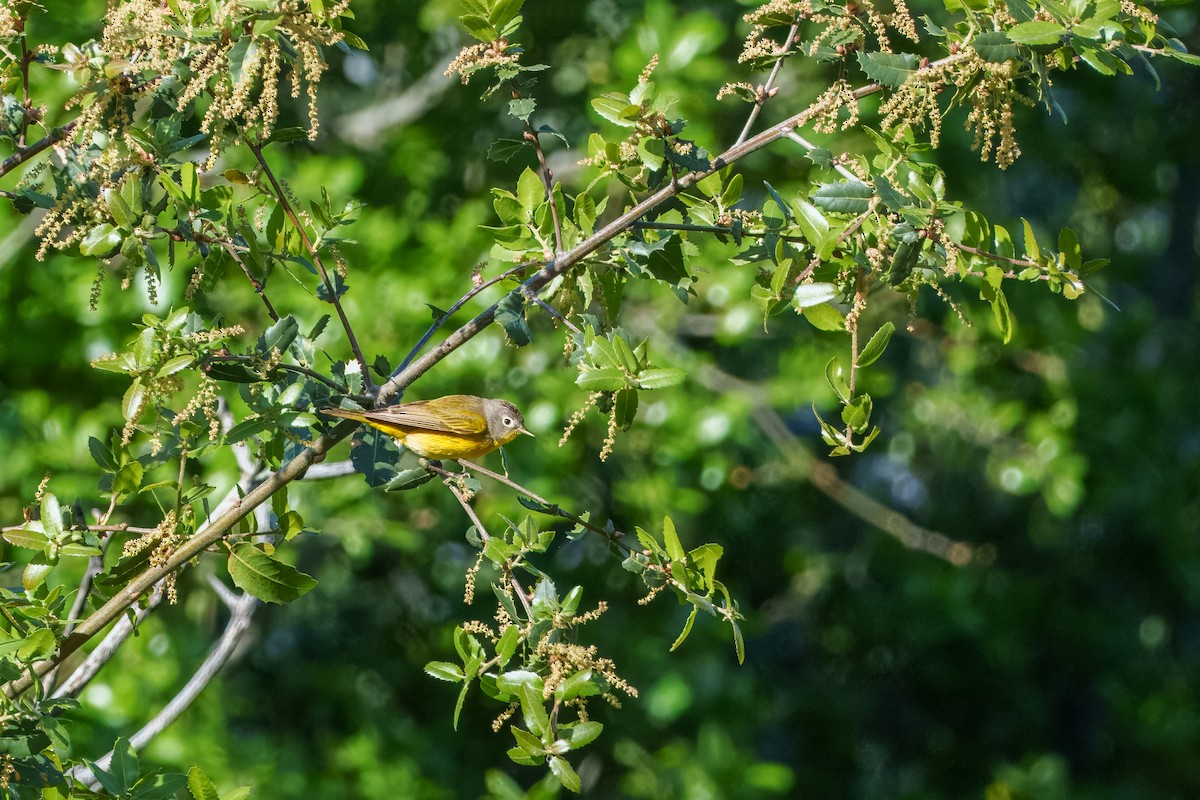 Nashville Warbler - ML634271085