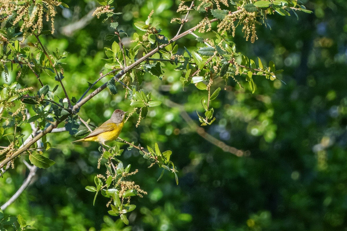 Nashville Warbler - ML634271086