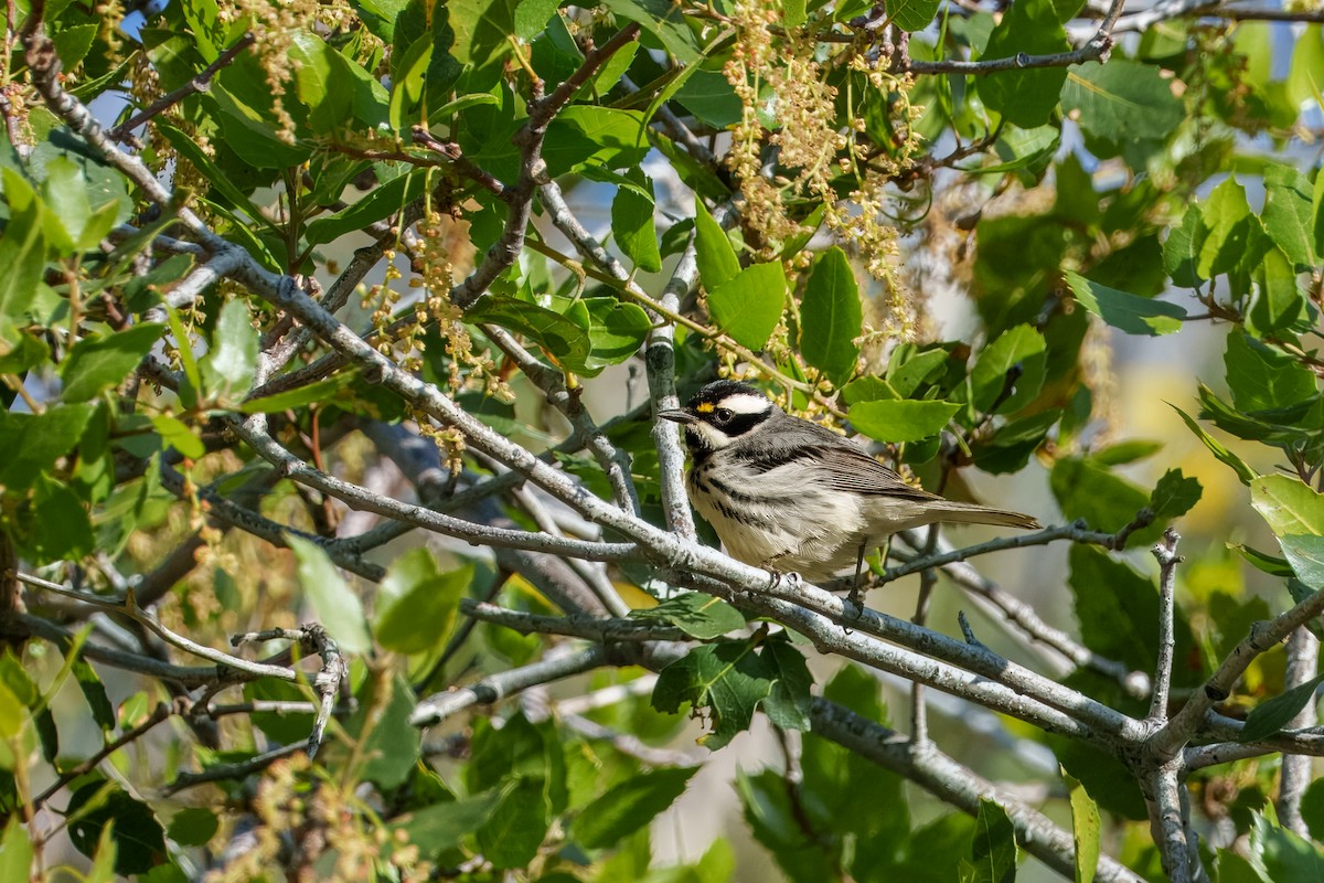 Black-throated Gray Warbler - ML634271103