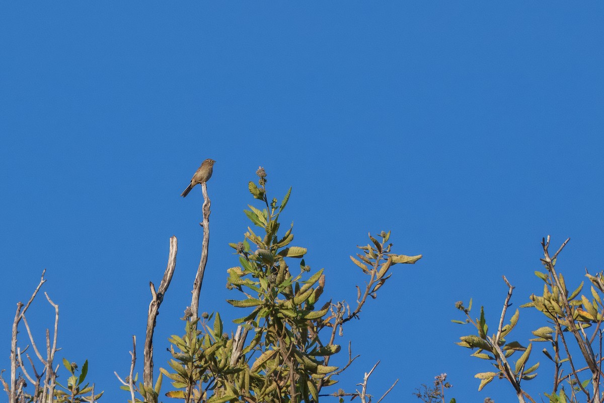 Rufous-crowned Sparrow - ML634271115