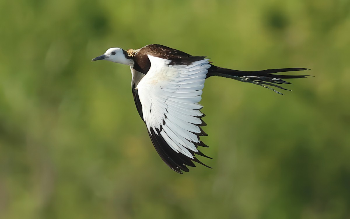 Pheasant-tailed Jacana - ML634271116