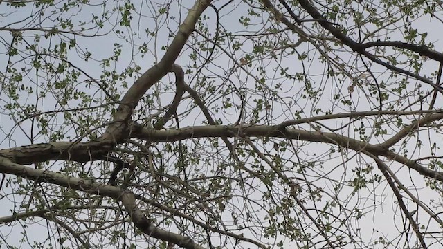 Lucy's Warbler - ML634271138