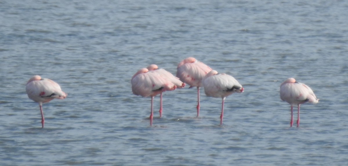 Lesser Flamingo - ML634271148