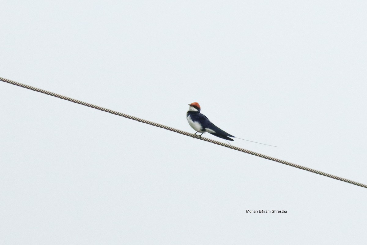 Wire-tailed Swallow - ML634271171