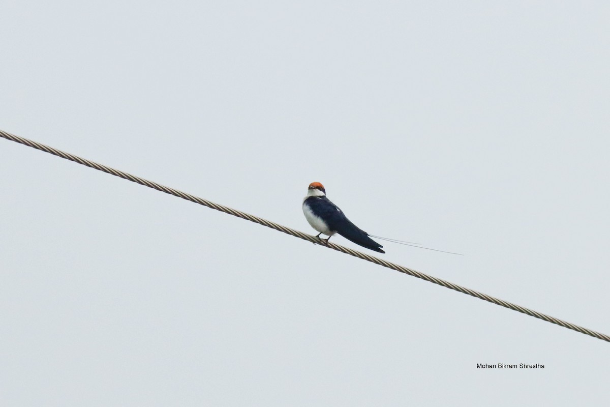 Wire-tailed Swallow - ML634271172
