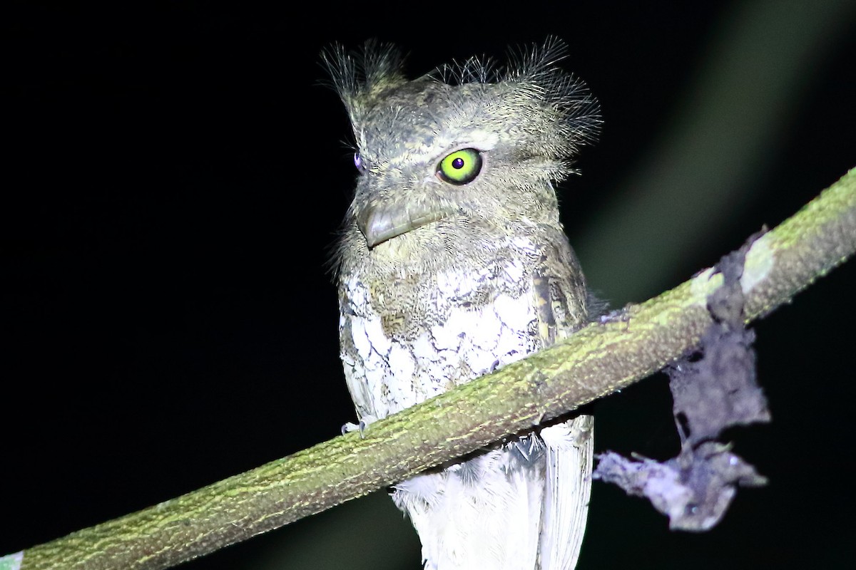 Palawan Frogmouth - ML634271178