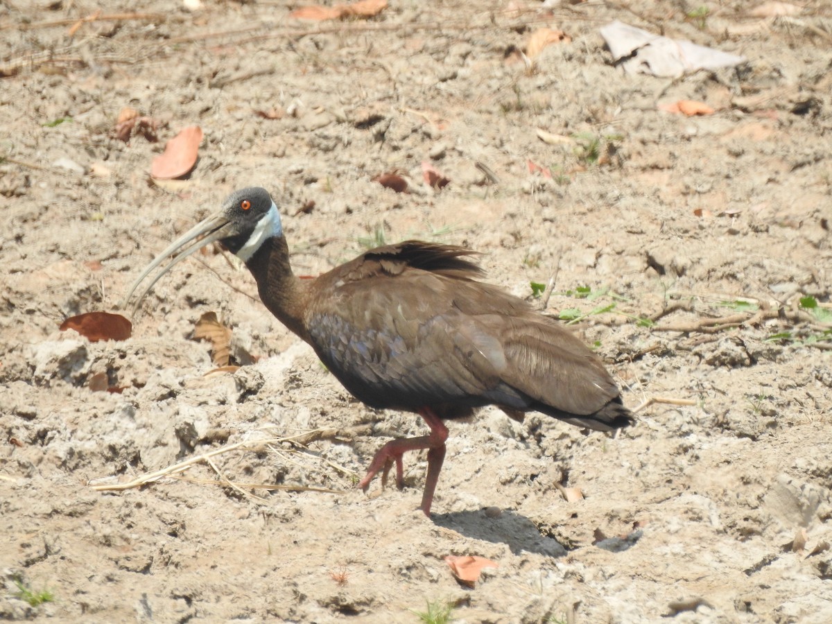 White-shouldered Ibis - ML634271255
