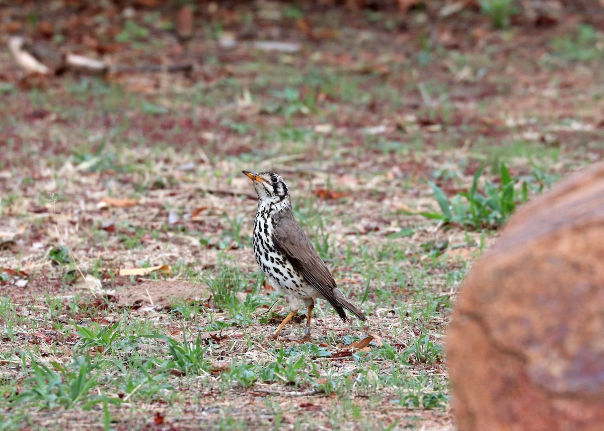 Groundscraper Thrush - ML634271484