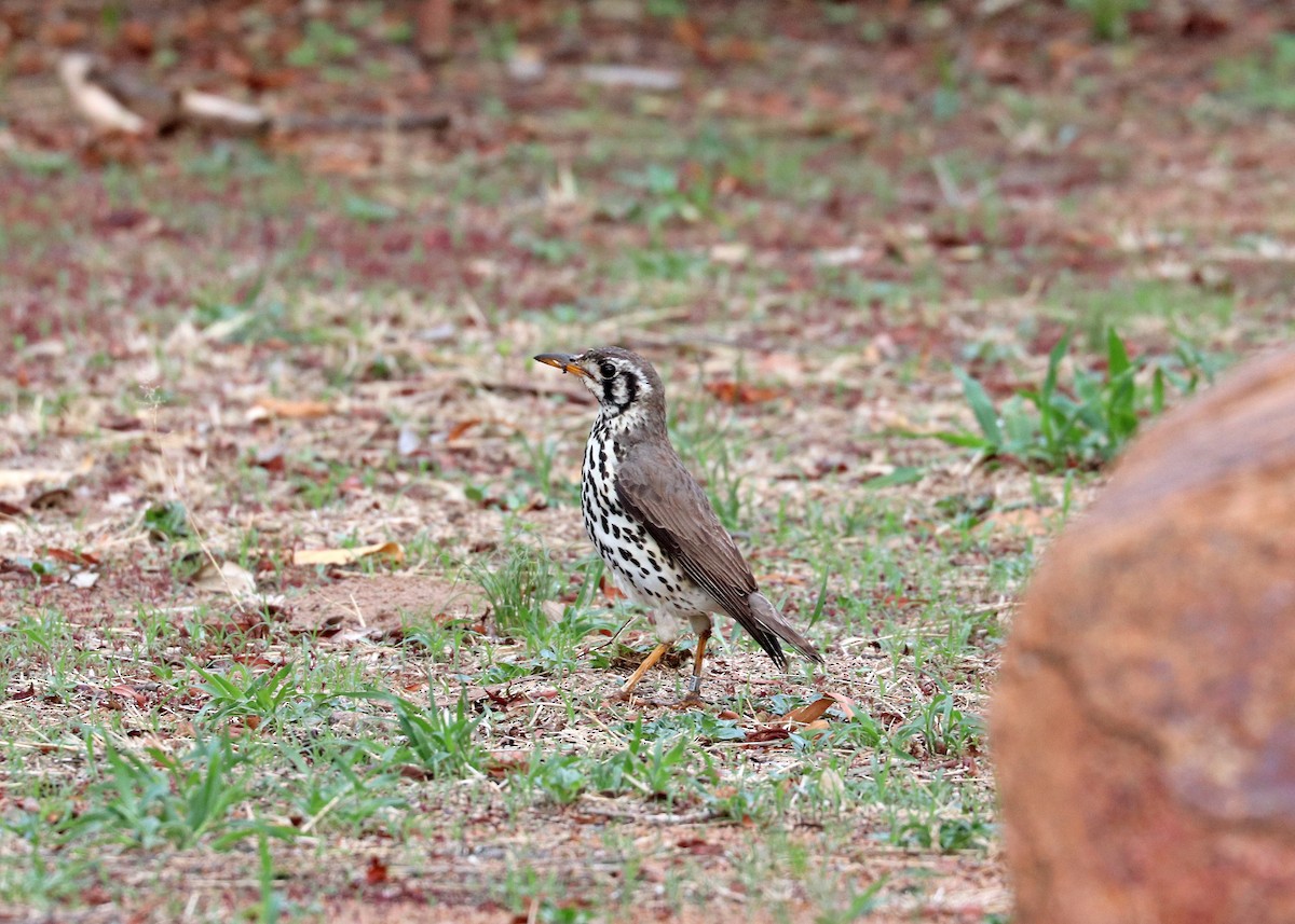 Groundscraper Thrush - ML634271485