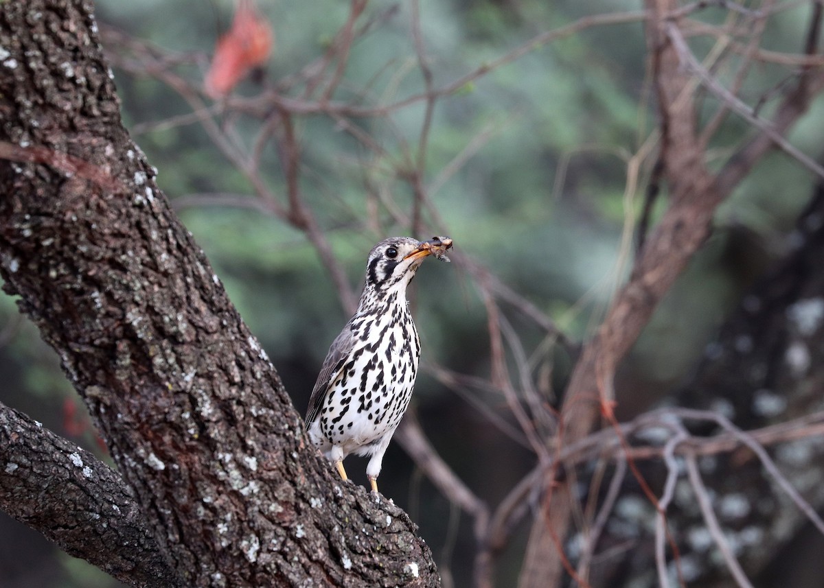 Groundscraper Thrush - ML634271486