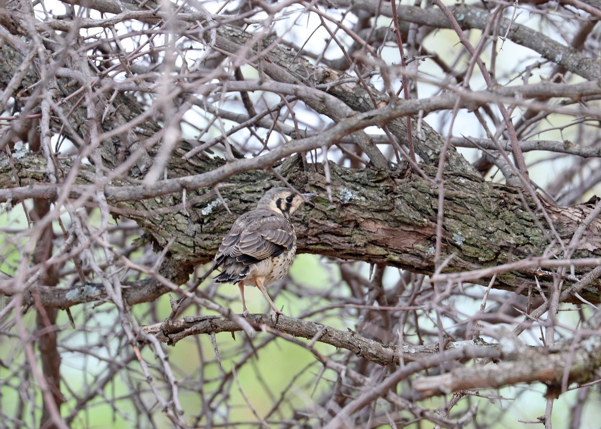 Groundscraper Thrush - ML634271487