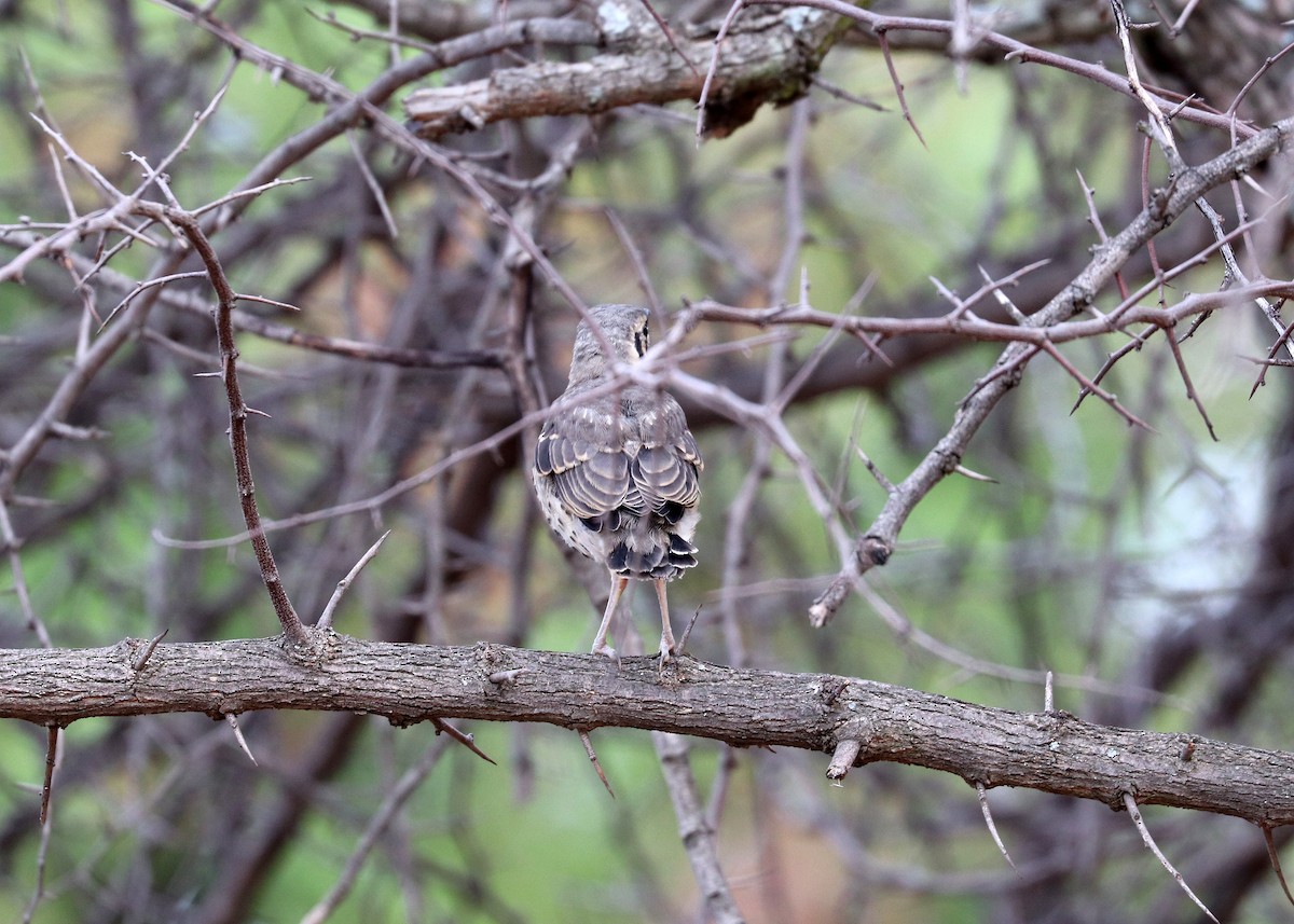 Groundscraper Thrush - ML634271488
