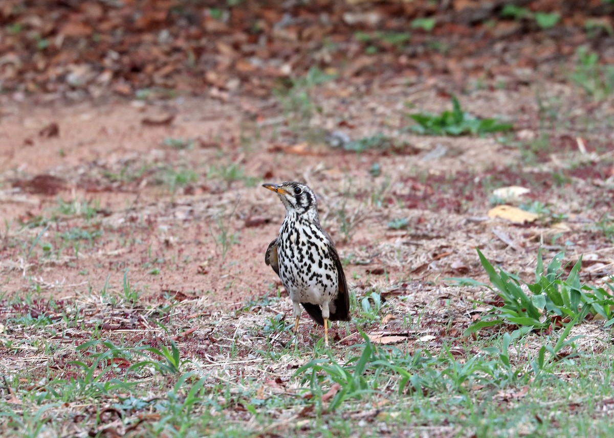 Groundscraper Thrush - ML634271489
